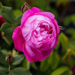 Rosa 'Reine Victoria' -Deals Green4Ever Store pl2000020305 card3 lg