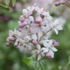 Deutzia × Hybrida 'Mont Rose'