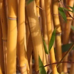 Phyllostachys Aureosulcata F. Spectabilis 7 Phyllostachys Aureosulcata F. Spectabilis -Deals Green4Ever Store pl2000020847 card3 lg