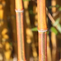 Phyllostachys Aureosulcata F. Spectabilis 8 Phyllostachys Aureosulcata F. Spectabilis -Deals Green4Ever Store pl2000020847 card4 lg