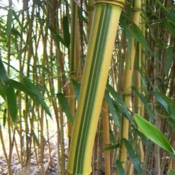 Phyllostachys Aureosulcata F. Spectabilis 9 Phyllostachys Aureosulcata F. Spectabilis -Deals Green4Ever Store pl2000020847 card5 lg