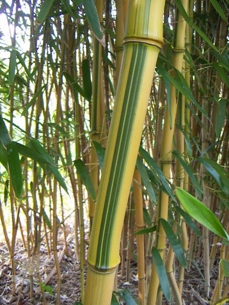 Phyllostachys Aureosulcata F. Spectabilis 5 Phyllostachys Aureosulcata F. Spectabilis - Image 5