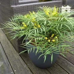 Mahonia Eurybracteata Subsp. Ganpinensis 'Soft Caress' (PBR) -Deals Green4Ever Store pl2000020849 card2 lg