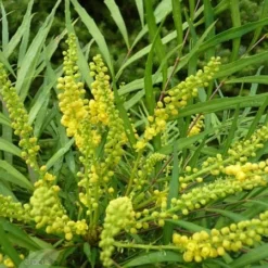 Mahonia Eurybracteata Subsp. Ganpinensis 'Soft Caress' (PBR) -Deals Green4Ever Store pl2000020849 card4 lg