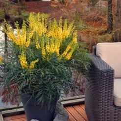 Mahonia Eurybracteata Subsp. Ganpinensis 'Soft Caress' (PBR) -Deals Green4Ever Store pl2000020849 card6 lg