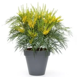 Mahonia Eurybracteata Subsp. Ganpinensis 'Soft Caress' (PBR) -Deals Green4Ever Store pl2000020849 card7 lg