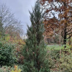 Juniperus Scopulorum 'Blue Arrow' -Deals Green4Ever Store pl2000020864 card3 lg