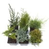 Award-winning Conifer Collection
