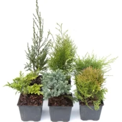 Award-winning Conifer Collection 3 Award-winning Conifer Collection -Deals Green4Ever Store pl2000020870 card2 lg