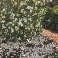 Magnolia Fairy Magnolia White ('Micjur05') (PBR) -Deals Green4Ever Store pl2000020883 card2 lg