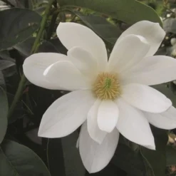 Magnolia Fairy Magnolia White ('Micjur05') (PBR) -Deals Green4Ever Store pl2000020883 card3 lg