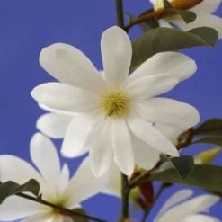 Magnolia Fairy Magnolia White ('Micjur05') (PBR) -Deals Green4Ever Store pl2000020883 card4 lg