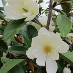 Magnolia Fairy Magnolia White ('Micjur05') (PBR) -Deals Green4Ever Store pl2000020883 card6 lg