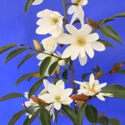 Magnolia Fairy Magnolia White ('Micjur05') (PBR) -Deals Green4Ever Store pl2000020883 card7 lg