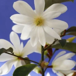 Magnolia Fairy Magnolia White ('Micjur05') (PBR) -Deals Green4Ever Store pl2000020883 card8 lg