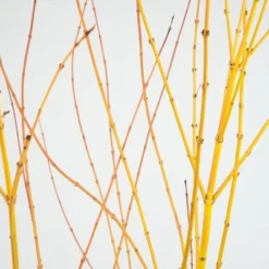 Acer Palmatum 'Bi Hō' -Deals Green4Ever Store pl2000020889 card3 lg