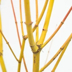 Acer Palmatum 'Bi Hō' -Deals Green4Ever Store pl2000020889 card4 lg