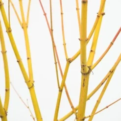 Acer Palmatum 'Bi Hō' -Deals Green4Ever Store pl2000020889 card5 lg