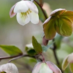 Helleborus × Sahinii 'Winterbells' (PBR) -Deals Green4Ever Store pl2000020890 card2 lg