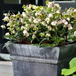 Helleborus × Sahinii 'Winterbells' (PBR) -Deals Green4Ever Store pl2000020890 card3 lg