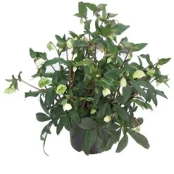 Helleborus × Sahinii 'Winterbells' (PBR) -Deals Green4Ever Store pl2000020890 card4 lg