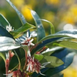 Sarcococca Hookeriana Winter Gem ('Pmoore03') (PBR) -Deals Green4Ever Store pl2000020895 card3 lg