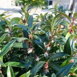 Sarcococca Hookeriana Winter Gem ('Pmoore03') (PBR) -Deals Green4Ever Store pl2000020895 card5 lg