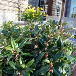 Sarcococca Hookeriana Winter Gem ('Pmoore03') (PBR) -Deals Green4Ever Store pl2000020895 card6 lg