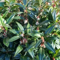 Sarcococca Hookeriana Winter Gem ('Pmoore03') (PBR) -Deals Green4Ever Store pl2000020895 card7 lg