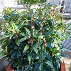 Sarcococca Hookeriana Winter Gem ('Pmoore03') (PBR) -Deals Green4Ever Store pl2000020895 card8 lg