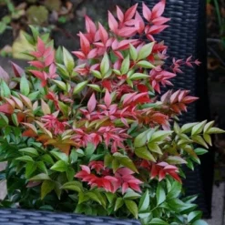 Nandina Domestica Obsessed ('Seika') (PBR) -Deals Green4Ever Store pl2000020896 card11 lg