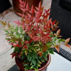 Nandina Domestica Obsessed ('Seika') (PBR) -Deals Green4Ever Store pl2000020896 card2 lg