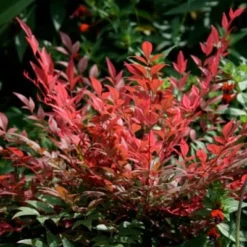 Nandina Domestica Obsessed ('Seika') (PBR) -Deals Green4Ever Store pl2000020896 card3 lg