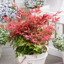 Nandina Domestica Obsessed ('Seika') (PBR) -Deals Green4Ever Store pl2000020896 card5 lg