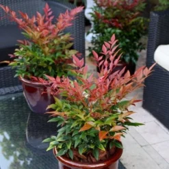 Nandina Domestica Obsessed ('Seika') (PBR) -Deals Green4Ever Store pl2000020896 card6 lg