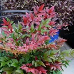 Nandina Domestica Obsessed ('Seika') (PBR) -Deals Green4Ever Store pl2000020896 card7 lg