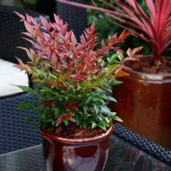 Nandina Domestica Obsessed ('Seika') (PBR) -Deals Green4Ever Store pl2000020896 card8 lg