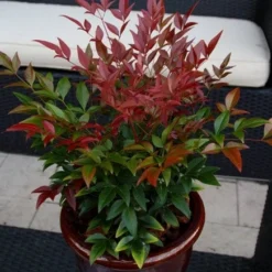 Nandina Domestica Obsessed ('Seika') (PBR) -Deals Green4Ever Store pl2000020896 card9 lg