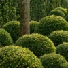 Ilex Crenata Dark Green ('Icoprins11') (PBR)