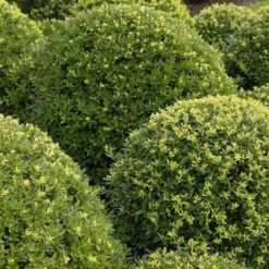 Ilex Crenata Dark Green ('Icoprins11') (PBR) -Deals Green4Ever Store pl2000020898 card2 lg