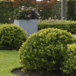 Ilex Crenata Dark Green ('Icoprins11') (PBR) -Deals Green4Ever Store pl2000020898 card3 lg