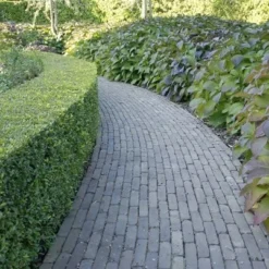 Ilex Crenata Dark Green ('Icoprins11') (PBR) -Deals Green4Ever Store pl2000020898 card4 lg