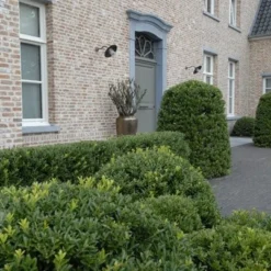 Ilex Crenata Dark Green ('Icoprins11') (PBR) -Deals Green4Ever Store pl2000020898 card5 lg