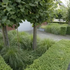 Ilex Crenata Dark Green ('Icoprins11') (PBR) -Deals Green4Ever Store pl2000020898 card6 lg