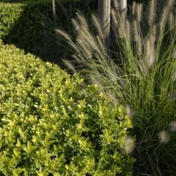 Ilex Crenata Dark Green ('Icoprins11') (PBR) -Deals Green4Ever Store pl2000020898 card7 lg