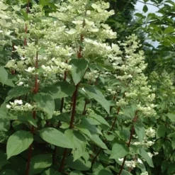 Deals Green4Ever Store -Deals Green4Ever Store pl2000020899 card2 lg