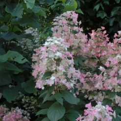 Hydrangea Paniculata 'Wim's Red' (PBR) -Deals Green4Ever Store pl2000020899 card3 lg