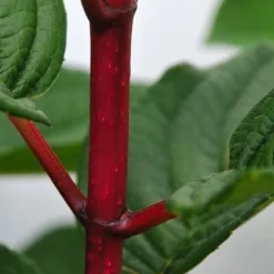 Hydrangea Paniculata 'Wim's Red' (PBR) -Deals Green4Ever Store pl2000020899 card4 lg