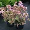 Weigela Florida Magical Rainbow ('Kolmagira') (PBR)