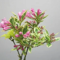 Weigela Florida Magical Rainbow ('Kolmagira') (PBR) -Deals Green4Ever Store pl2000020903 card3 lg